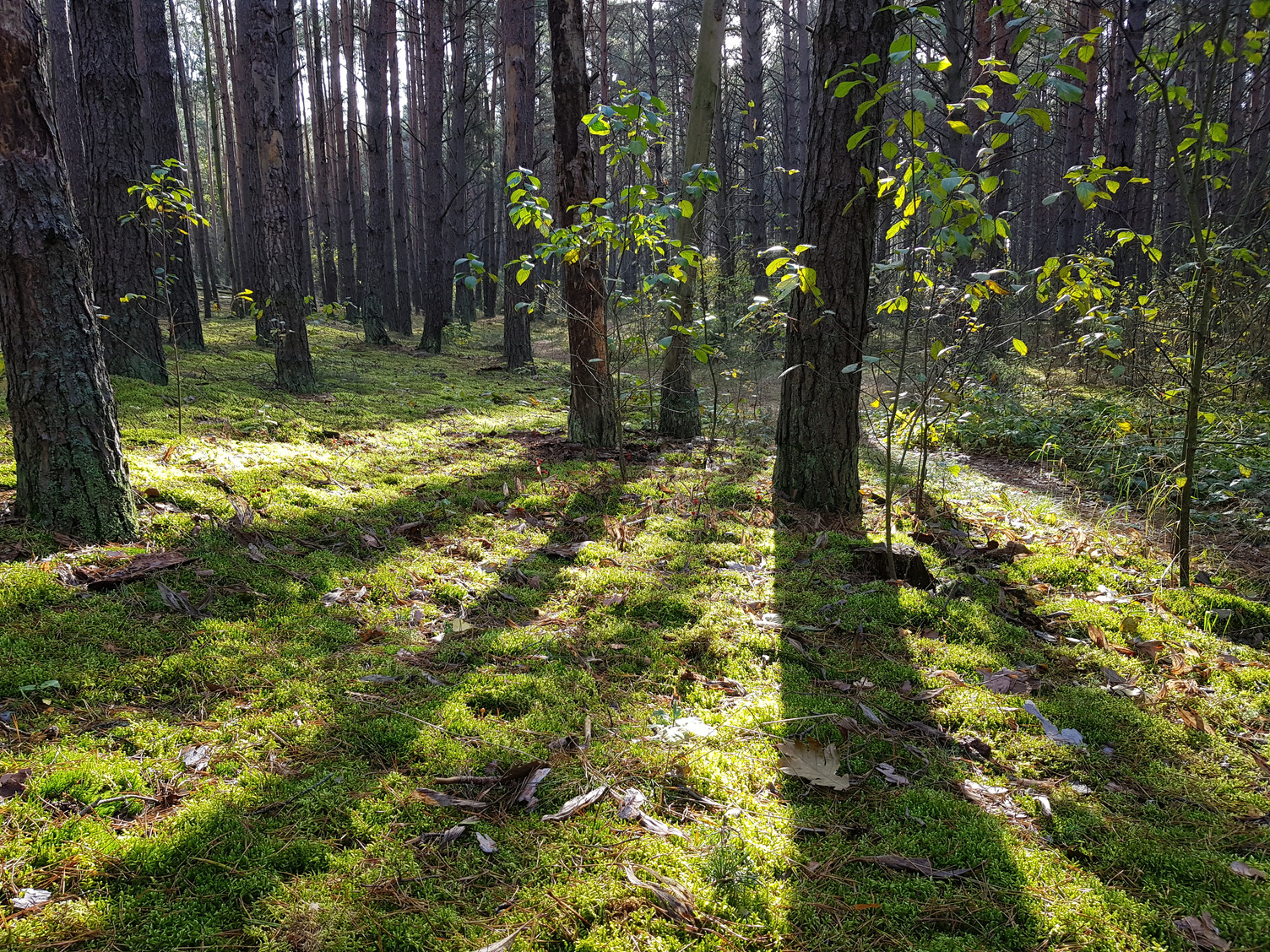 Herstel FSC-certificering Poolse Staatbosbeheer bossen