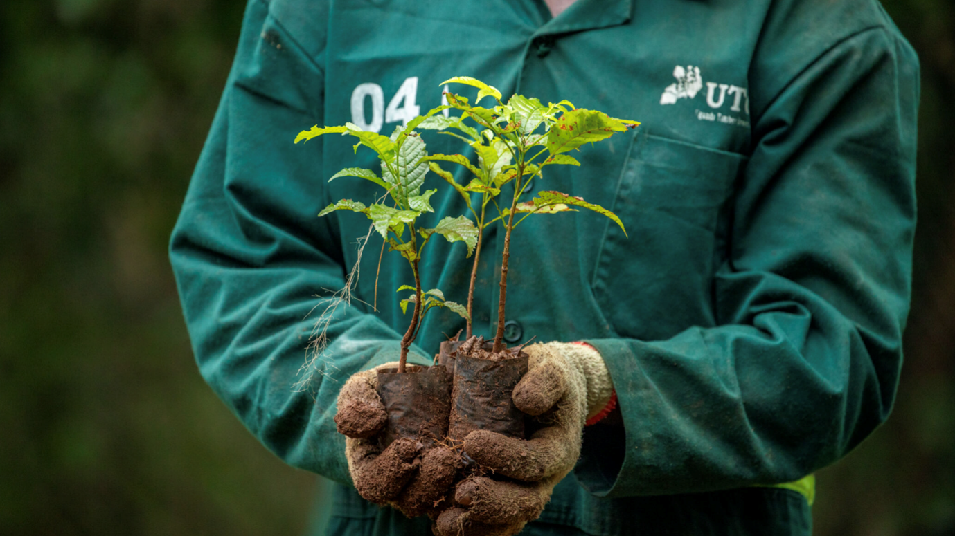 FSC / Smith Oltega - Dorpsbewoner in dienst van het West Bugwe Central Forest Reserve Restoration project in Oost-Oeganda bereidt inheemse boomsoorten voor op planten in het bos.