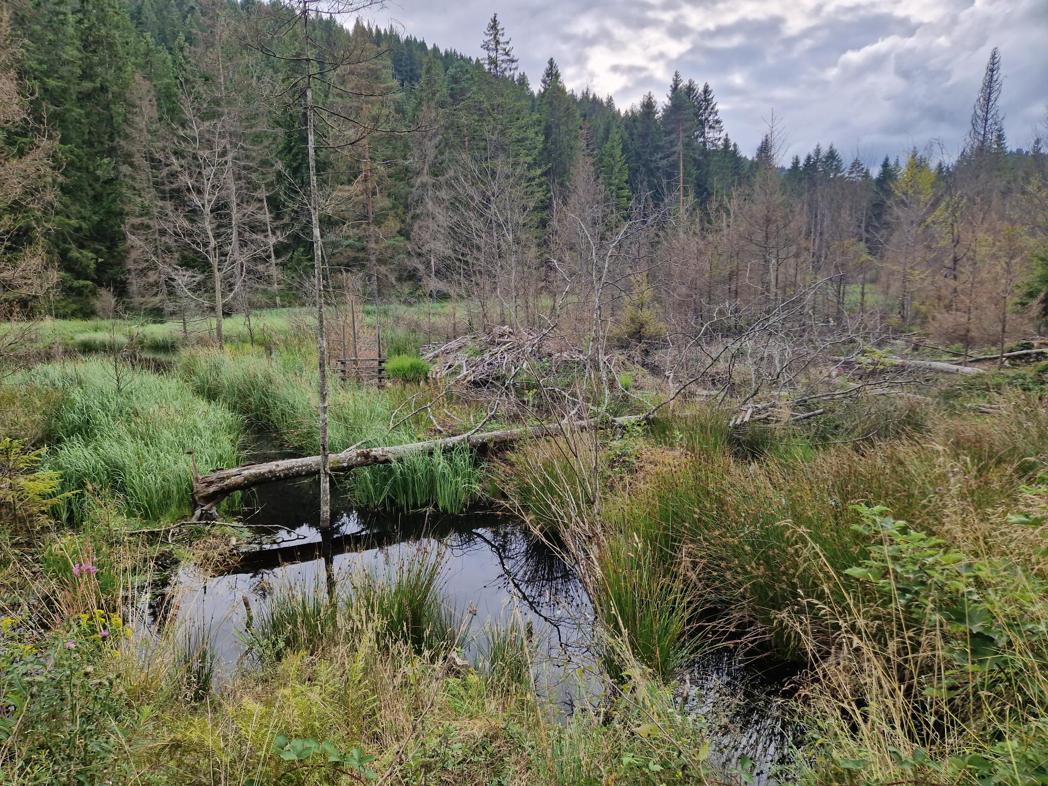 bever_duitsland