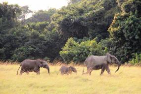 Bosolifanten FSC Africa