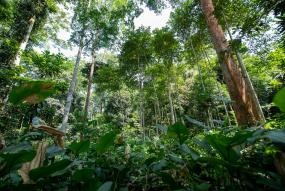 Tropisch bos Gabon