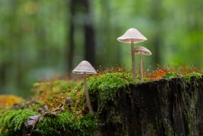 paddenstoelen in het bos