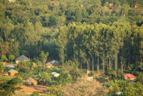 West bugwe forest reserve