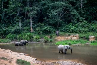 Bosolifanten Gabon