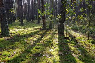 Herstel FSC-certificering Poolse Staatbosbeheer bossen