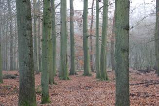 Bossen Staatsbosbeheer Kasteel Groeneveld Baarn