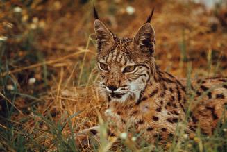 De Iberische lynx De Iberische lynx