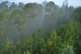 Forest FSC Forest FSC