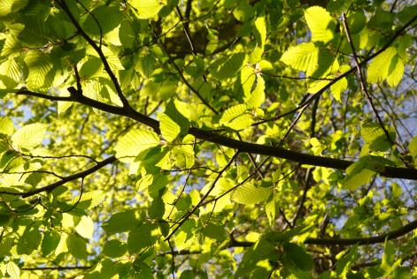 bladeren in de zon