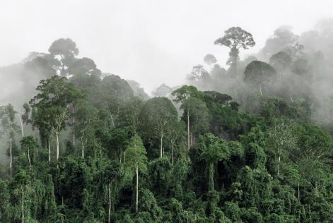 Tropisch bos Indonesie