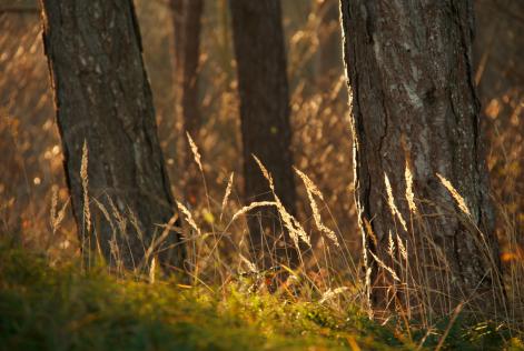 Bos in Nederland