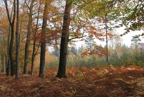 Nederlands bos