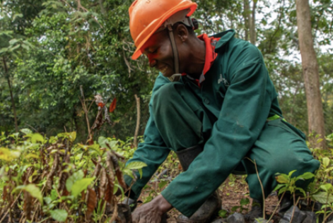 In Oost Oeganda wordt aangetast bos hersteld