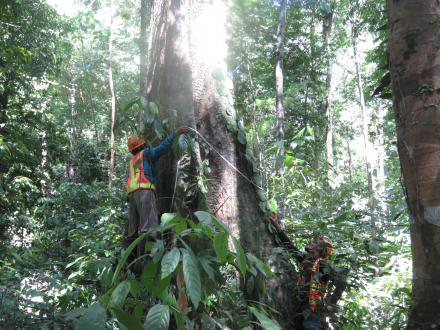 Tropische boom (Credit The Borneo Initiative)