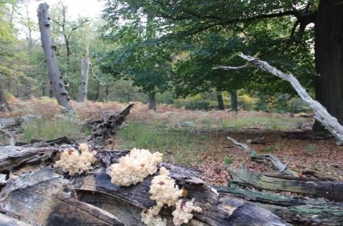 Kroondomein Het Loo - Kammetjesstekelzwam