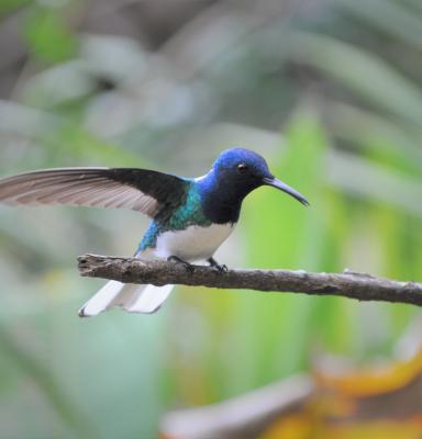 Kolibri cloudforest