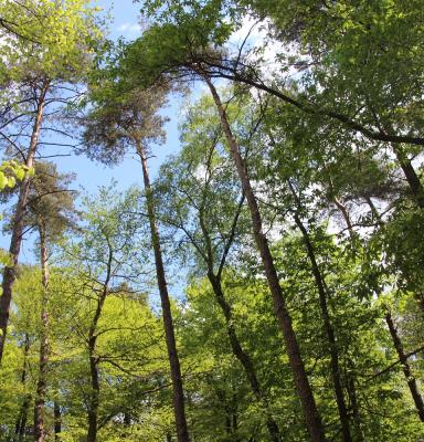 Het belang van FSC bosbeheer