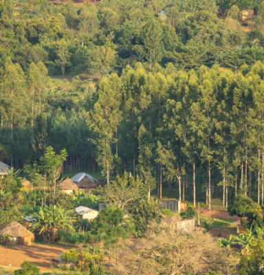 West bugwe forest reserve