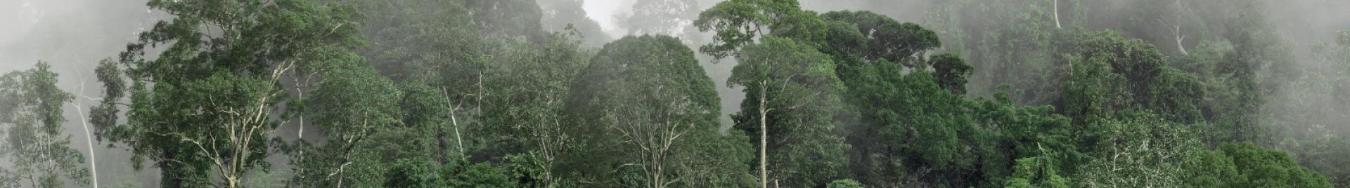 Tropisch bos Indonesie