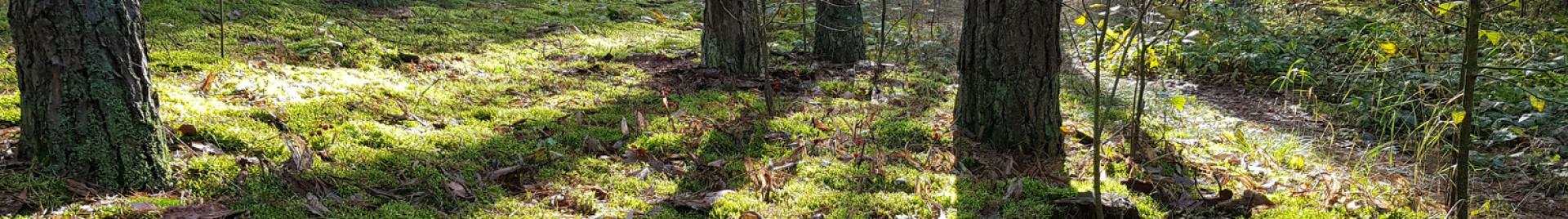 Herstel FSC-certificering Poolse Staatbosbeheer bossen