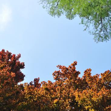 Nederlands Bos