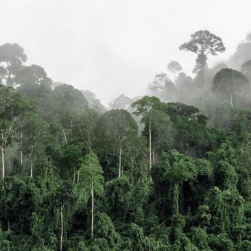 Tropical Forest. Copyright FSC NL