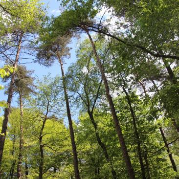 Het belang van FSC bosbeheer