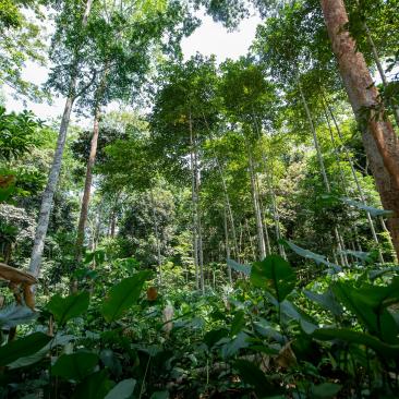Tropisch bos Gabon