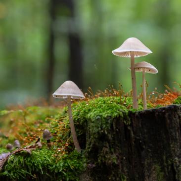 paddenstoelen in het bos