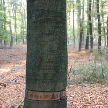 Kroondomein Het Loo - boom ringen