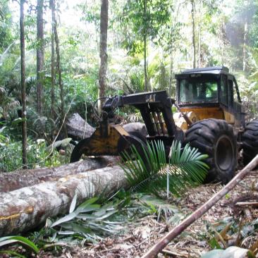 Houtoogst Suriname Houtoogst Suriname
