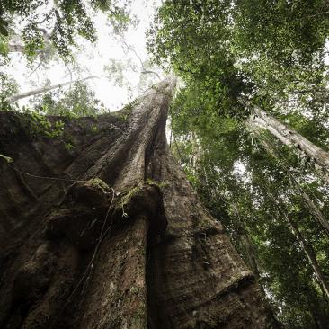 &ldquo;Hout heeft de laagste milieulasten. Je moet niet vergeten dat een boom tijdens zijn groei ook heel veel CO2 opslaat&rdquo;