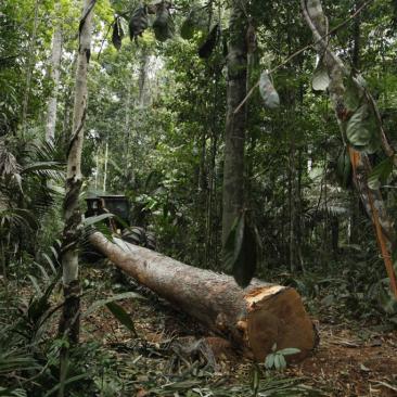FSC_report_1450792870_image.jpg