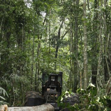 FSC_report_1450887187_image.jpg