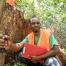 Tropisch hout Gabon